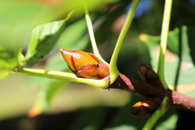 Aesculus hippocastanum - jírovec maďal - pupen (34)